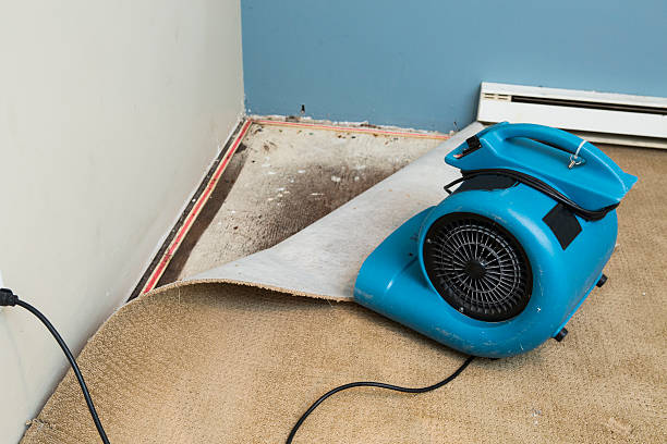 Best Professional water damage repair  in Irwin, SC